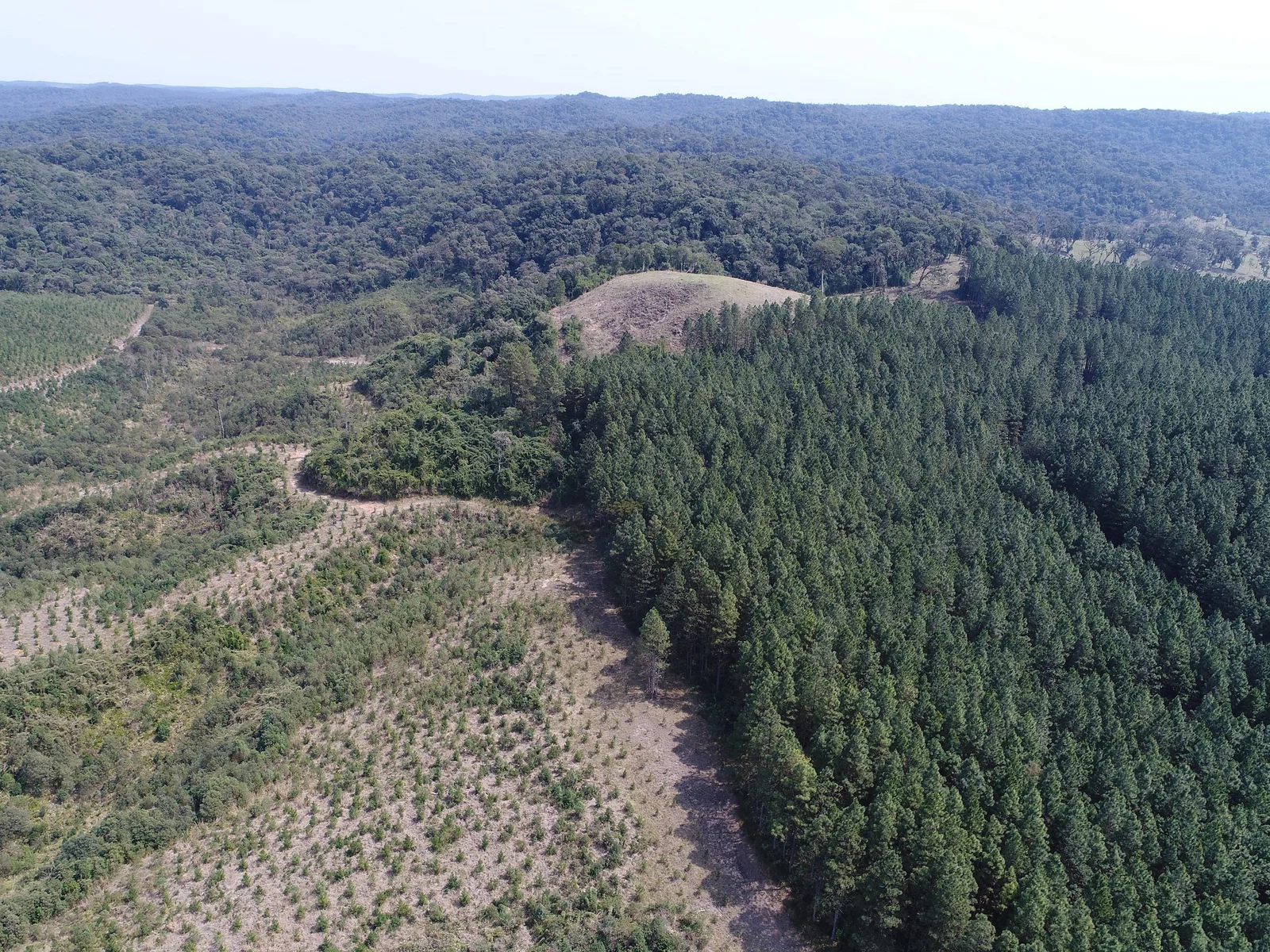 Plantio florestal visto por drone