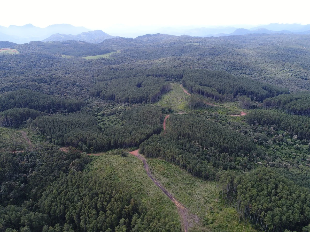 Vista aérea de área florestal